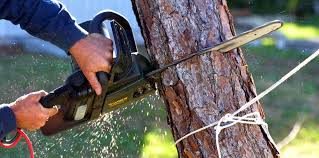 Best Tree and Shrub Care  in , WA