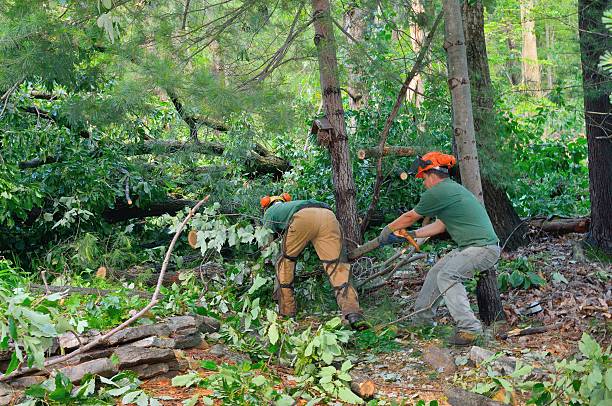 Best Tree Preservation Services  in , WA